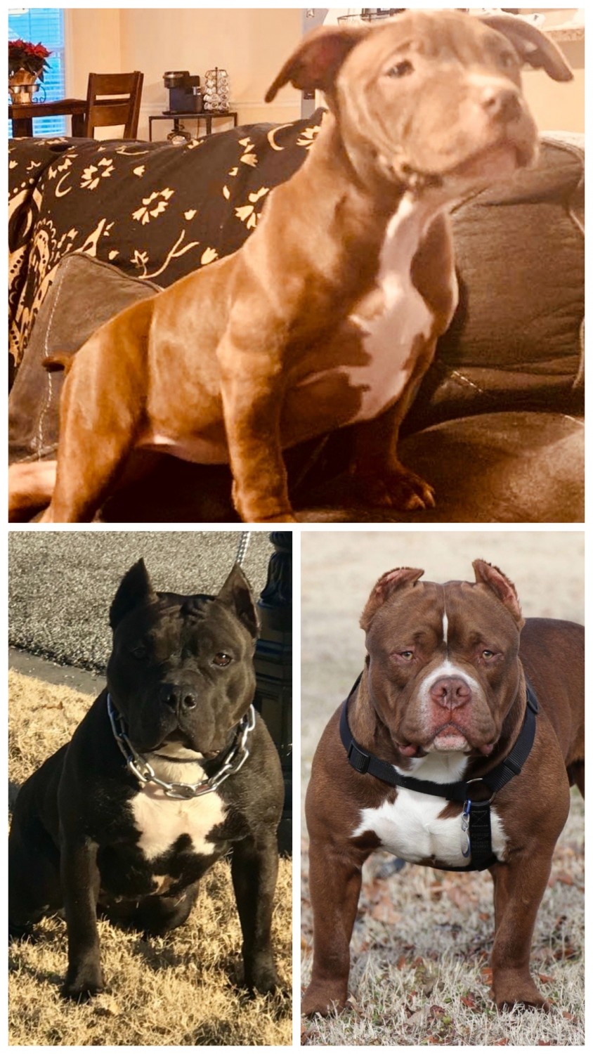 American Bully Puppies For Sale Tulsa, OK 316842