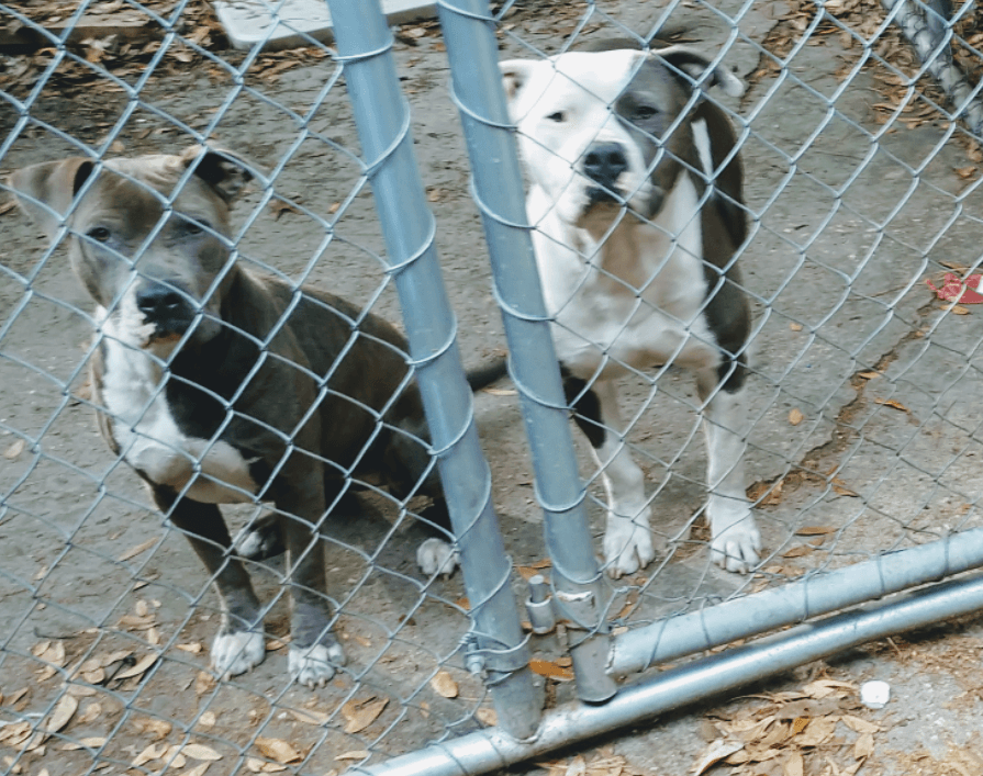 American Bully Puppies For Sale Jacksonville, FL 318735