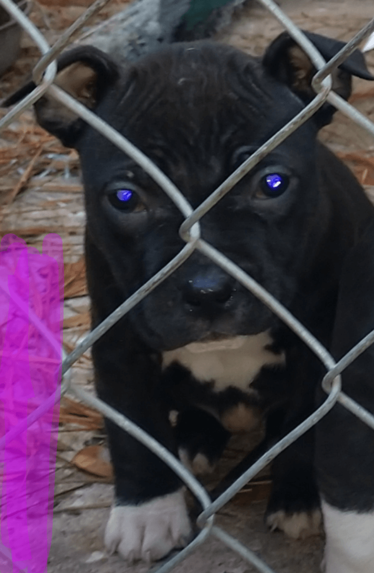 American Bully Puppies For Sale Jacksonville, FL 318735