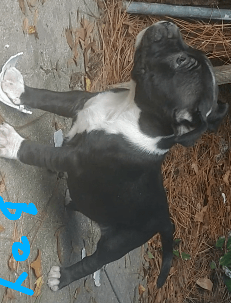 American Bully Puppies For Sale Jacksonville, FL 318735