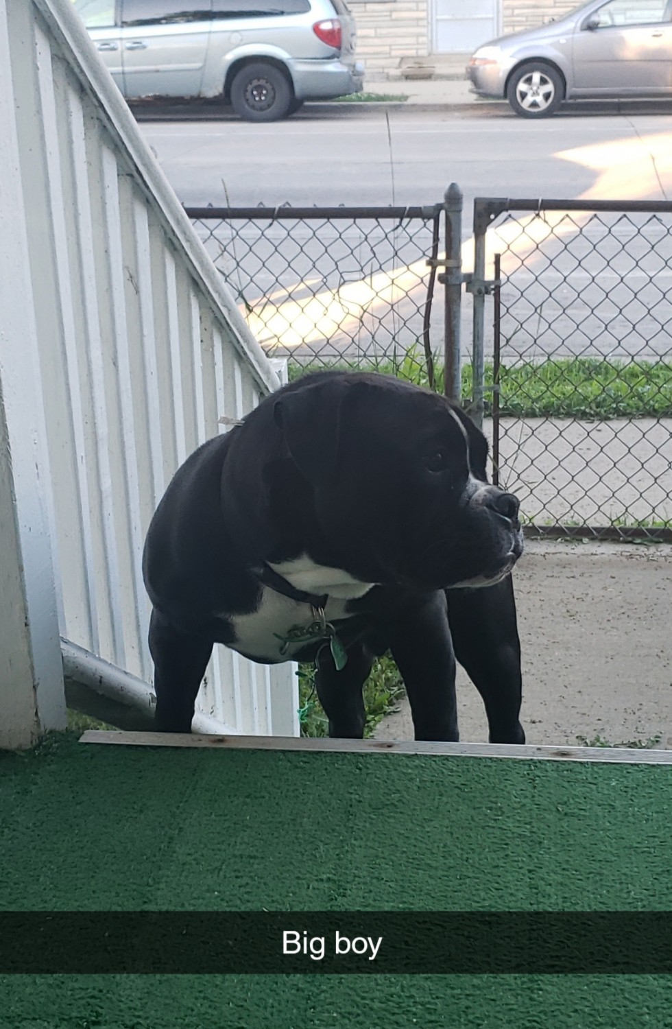 American Bully Puppies For Sale Milwaukee, WI 319303