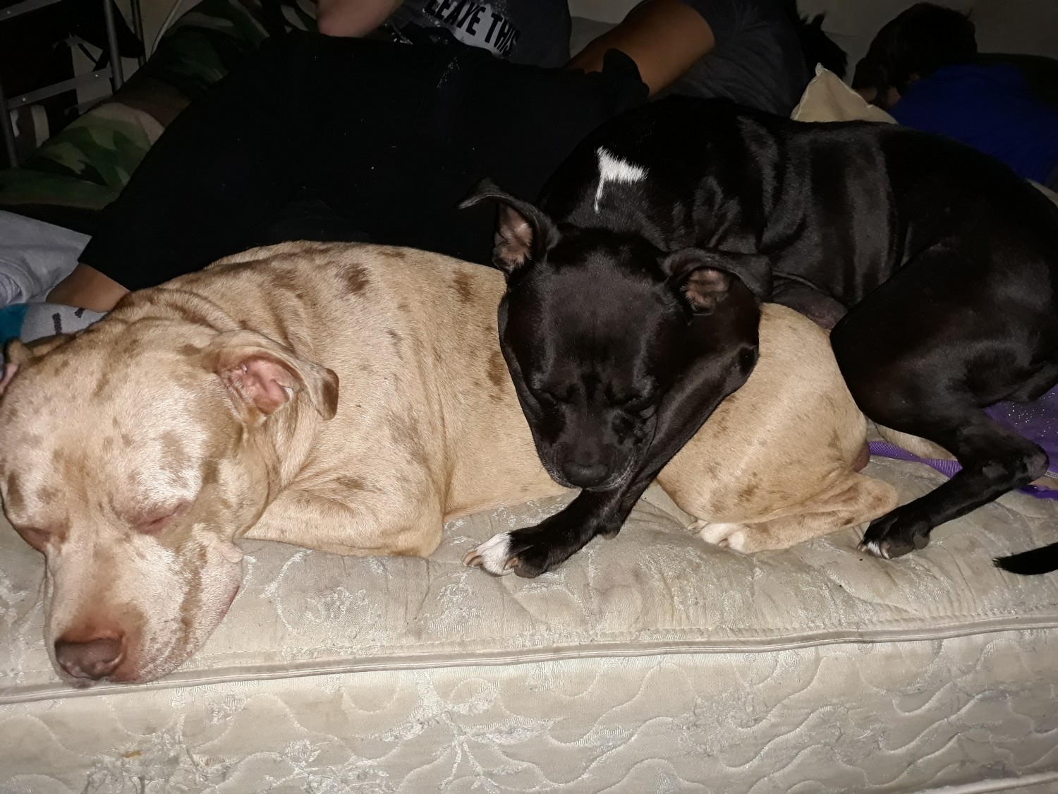 American Bully Puppies For Sale Concord, NC 319472