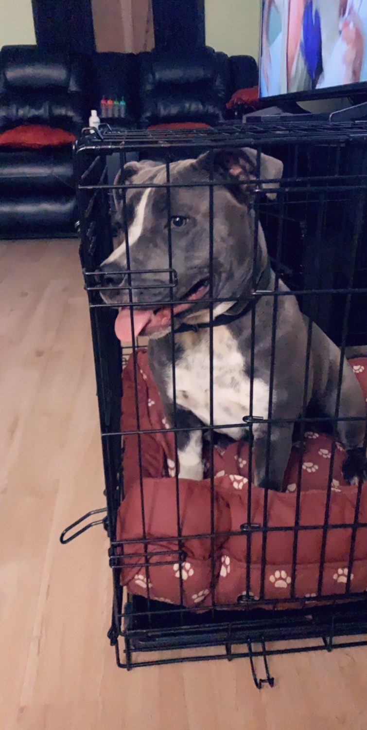 American Bully Puppies For Sale Jacksonville, FL 320416