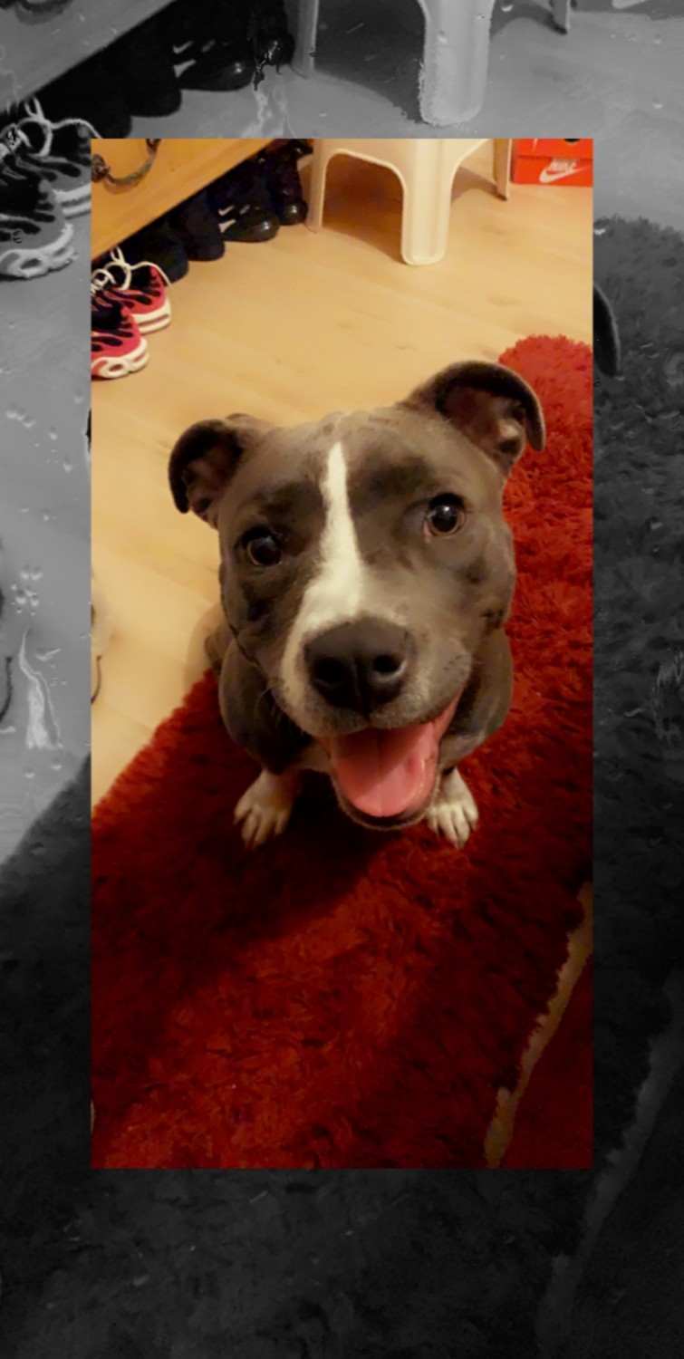 "American Bully" Puppies For Sale Jacksonville, FL 320416