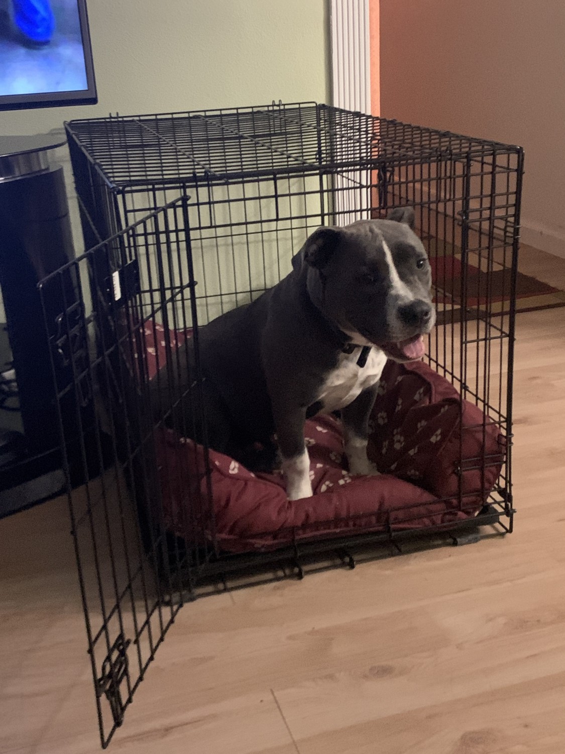 American Bully Puppies For Sale Jacksonville, FL 320416