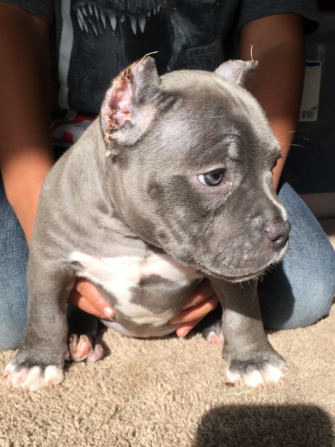 American Bully Puppies For Sale Oxnard, CA 320884