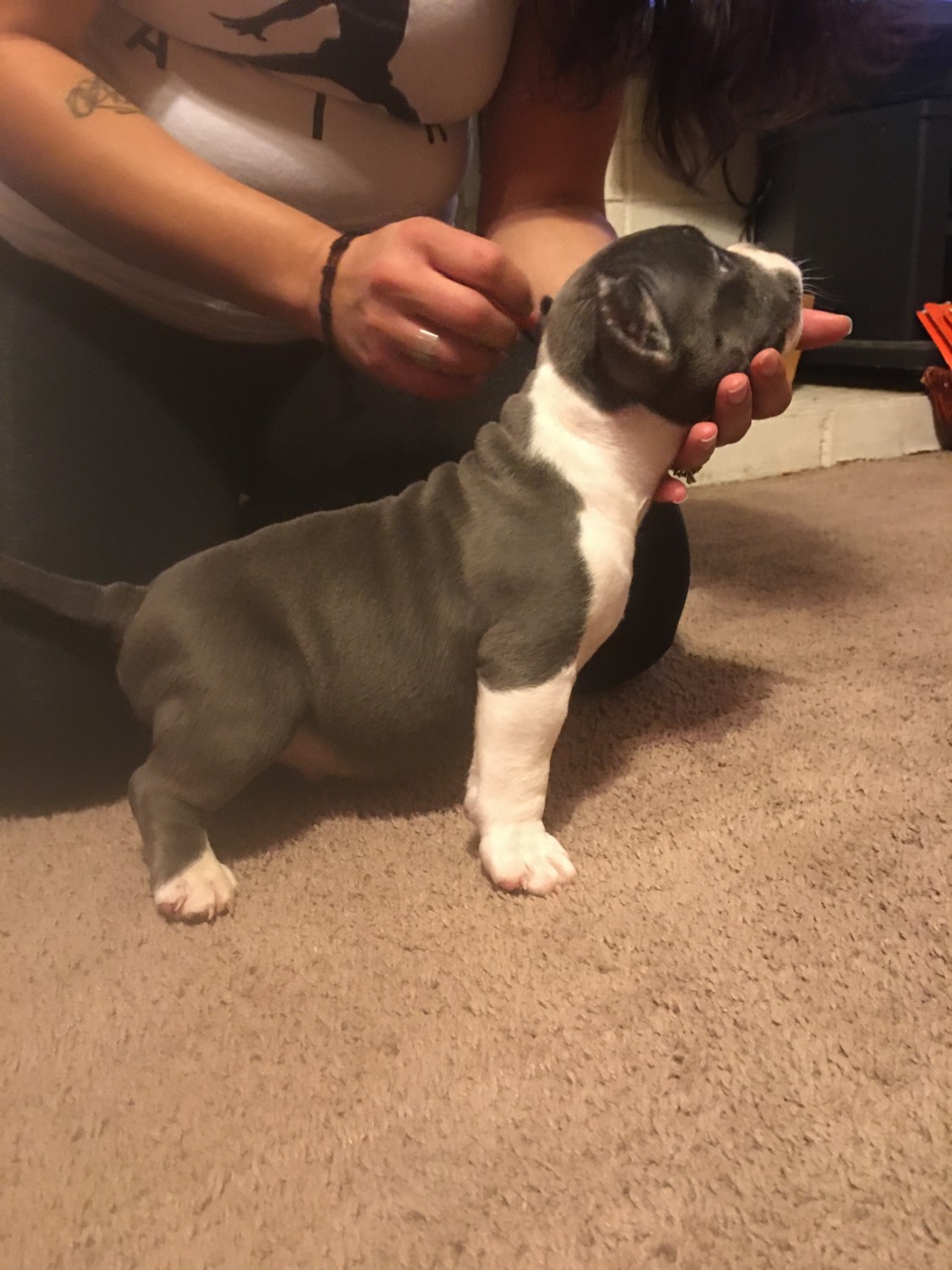 American Bully Puppies For Sale Oxnard, CA 320884