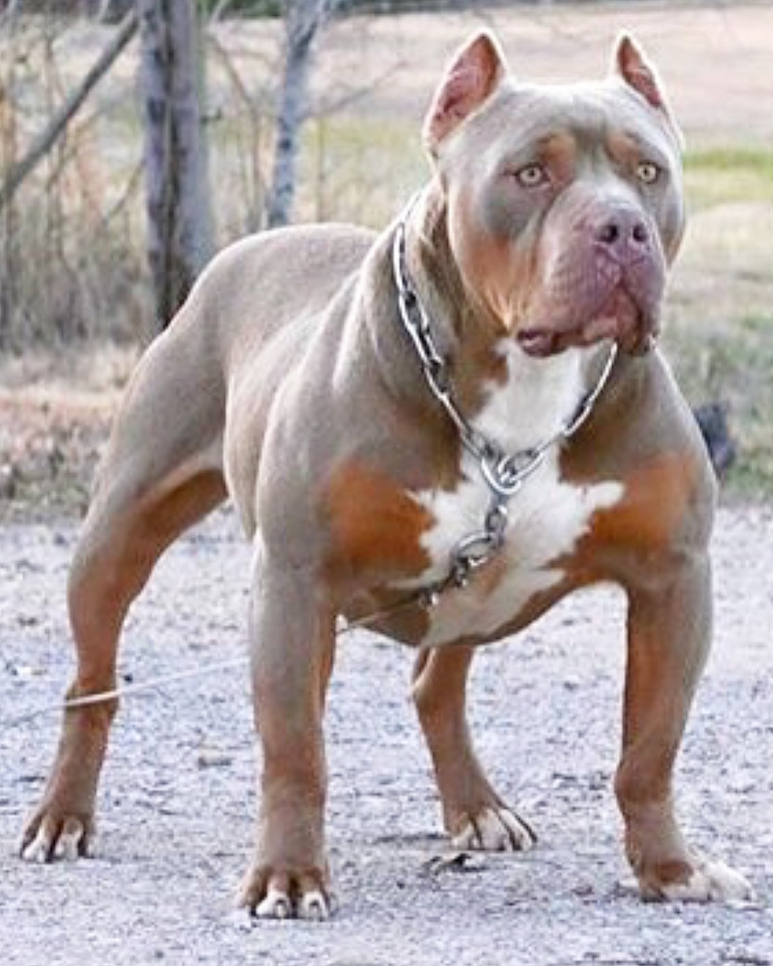 American Bully Puppies For Sale Los Angeles, CA 321320