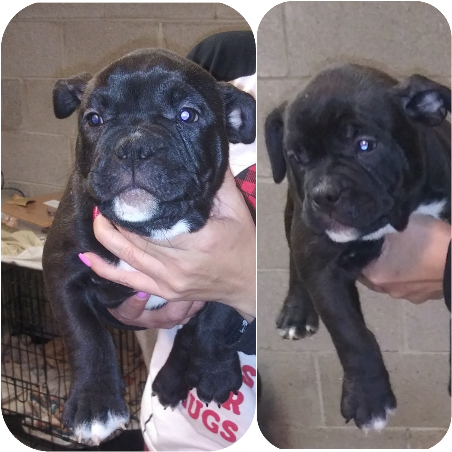 American Bully Puppies For Sale Racine County, WI 321459