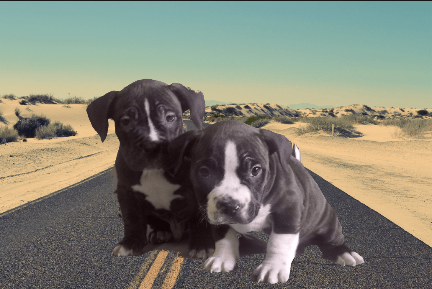 American Bully Puppies For Sale Las Vegas, NV 321912