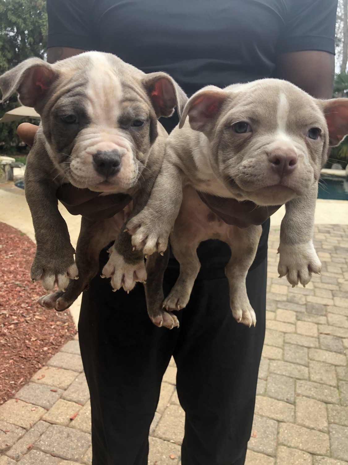 American Bully Puppies For Sale Atlanta, GA 325578