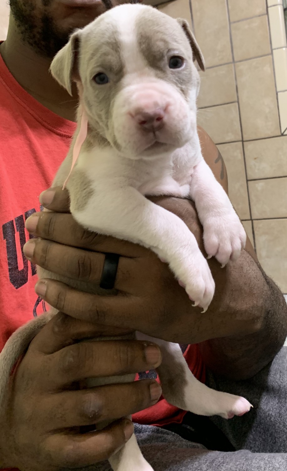 American Bully Puppies For Sale Duncan, OK 326124