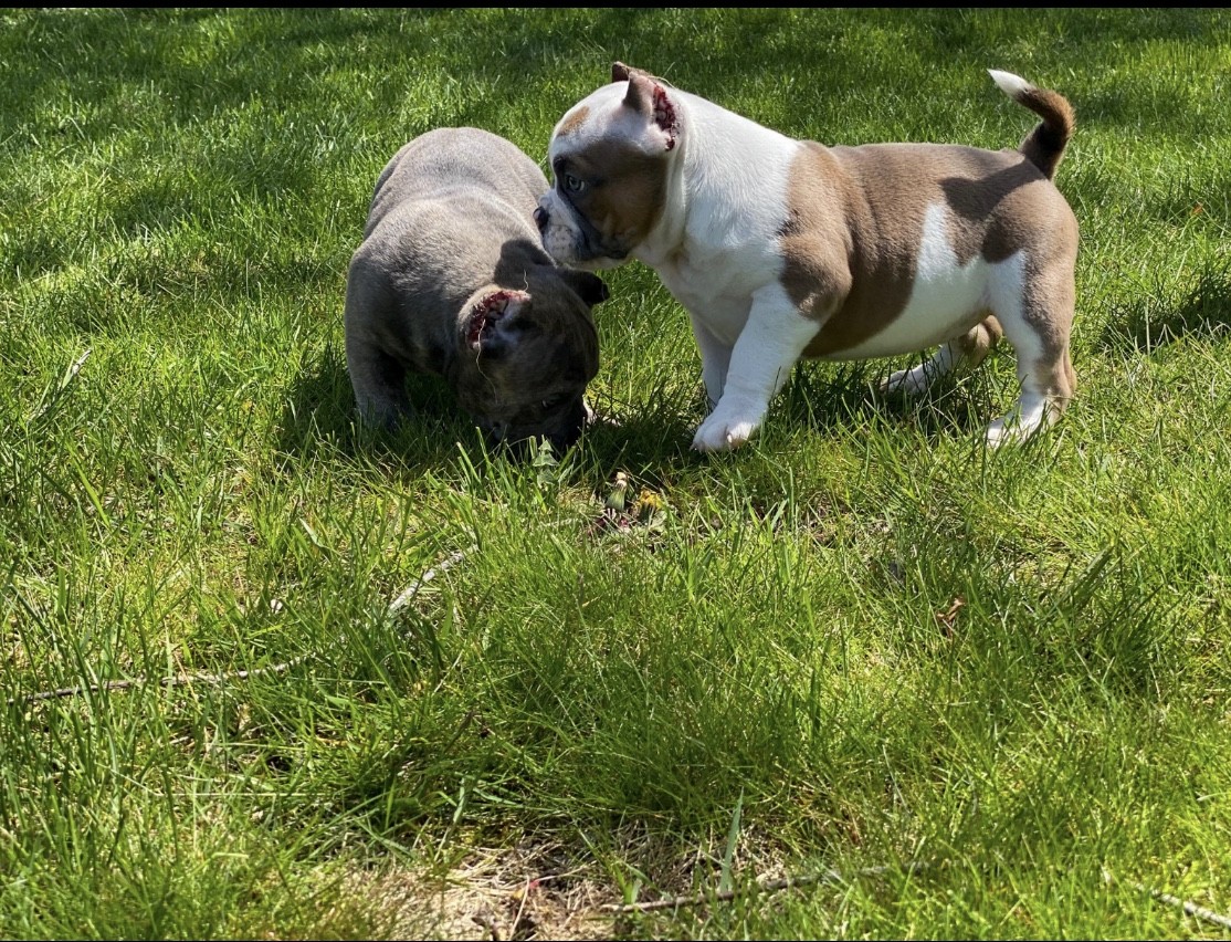 American Bully Puppies For Sale Williamstown, Winslow