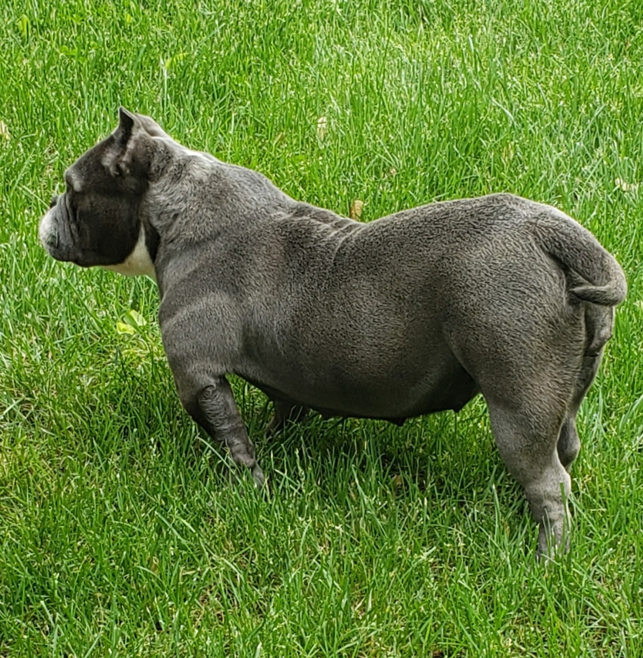 American Bully Puppies For Sale Streamwood, IL 329929