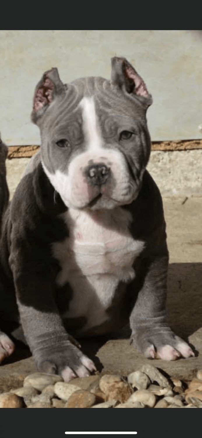 American Bully Puppies For Sale Allentown, PA 330983