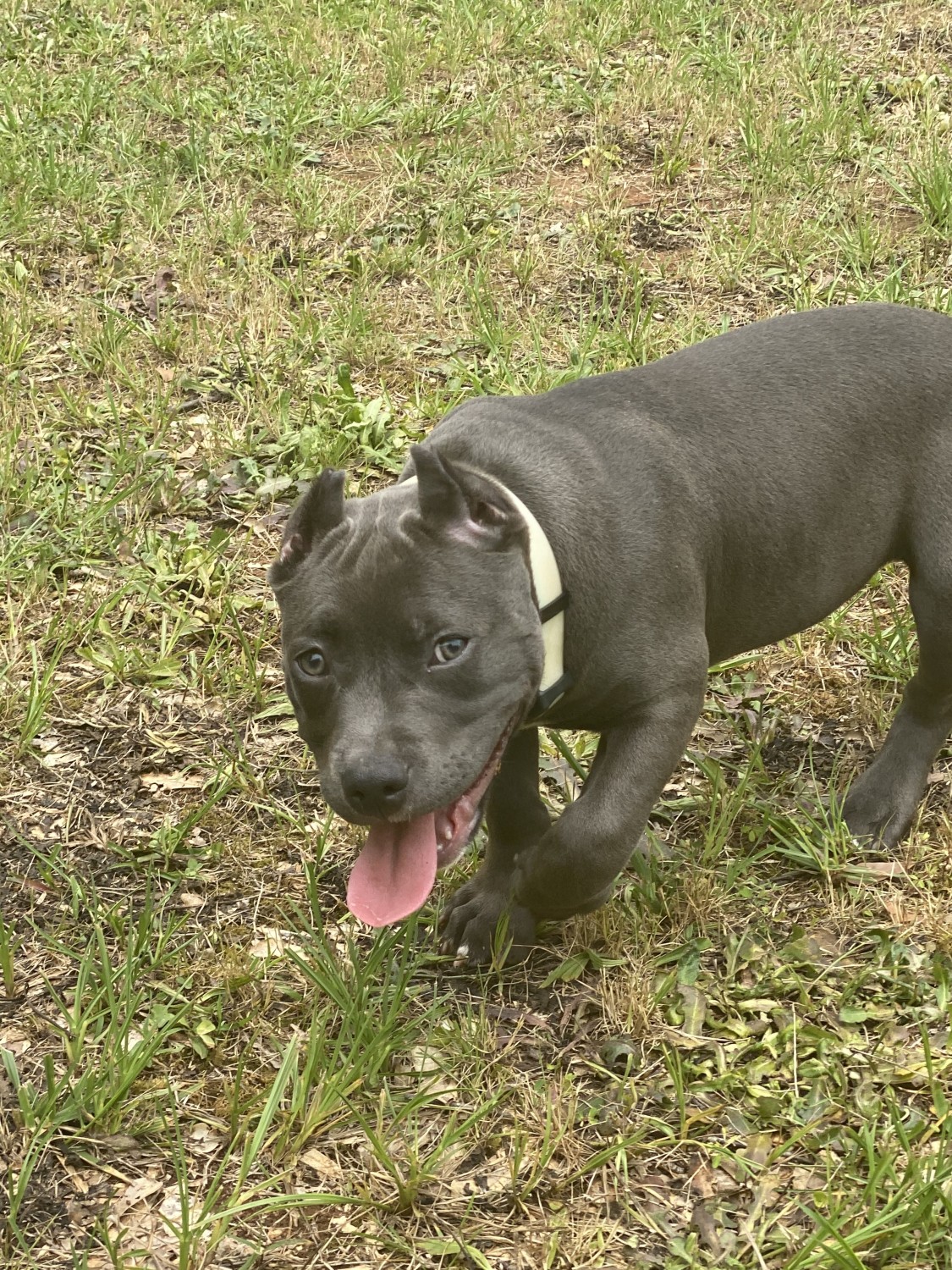 American Bully Puppies For Sale Stone Mountain, GA 331447