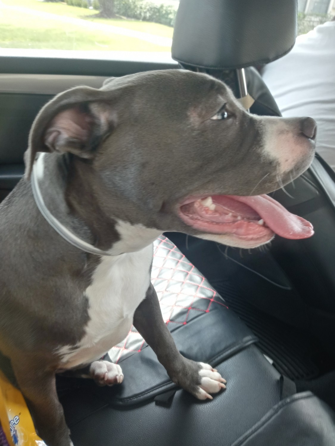 American Bully Puppies For Sale Houston, TX 334295