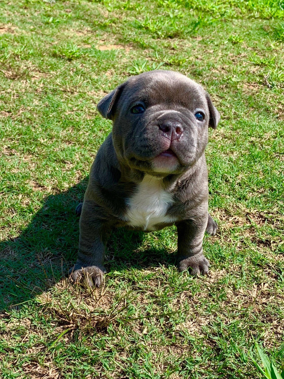 American Bully Puppies For Sale Flowery Branch, GA 333815