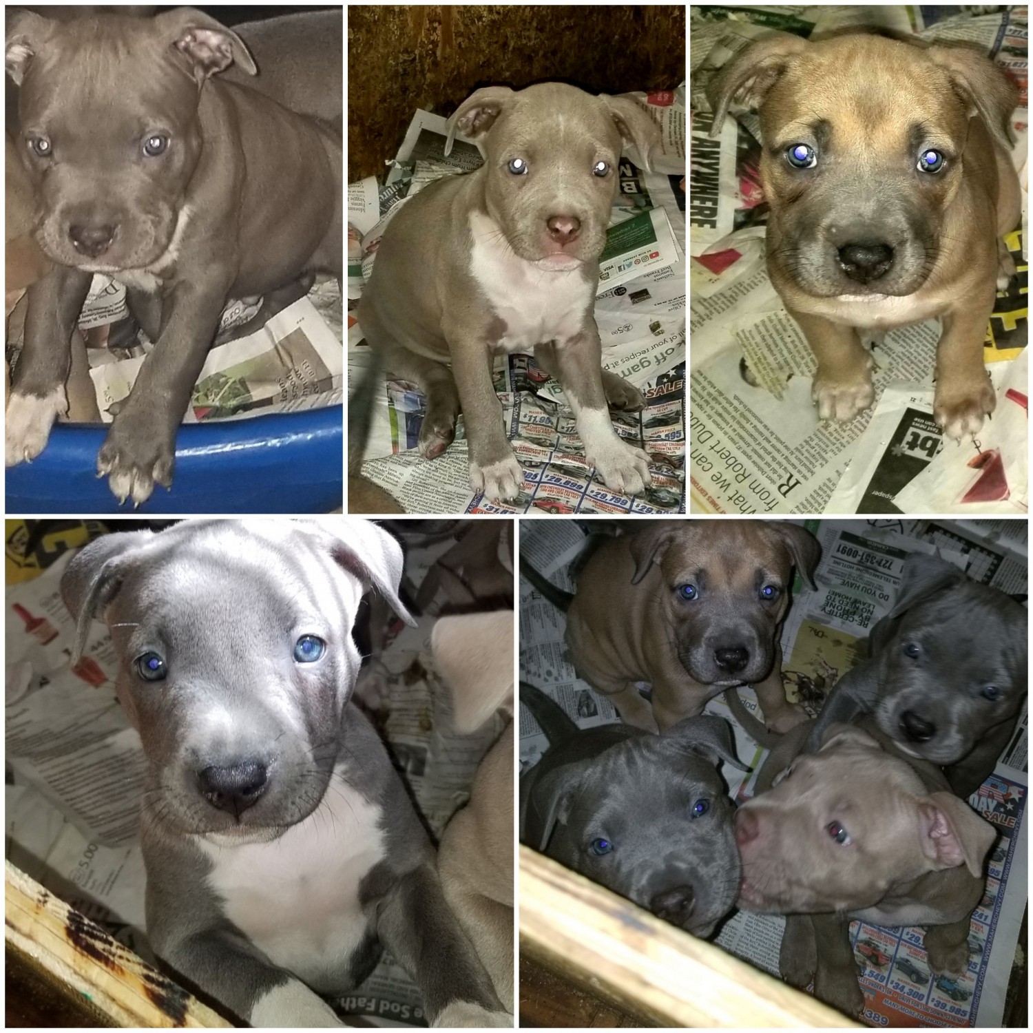 American Bully Puppies For Sale Tampa, FL 336314
