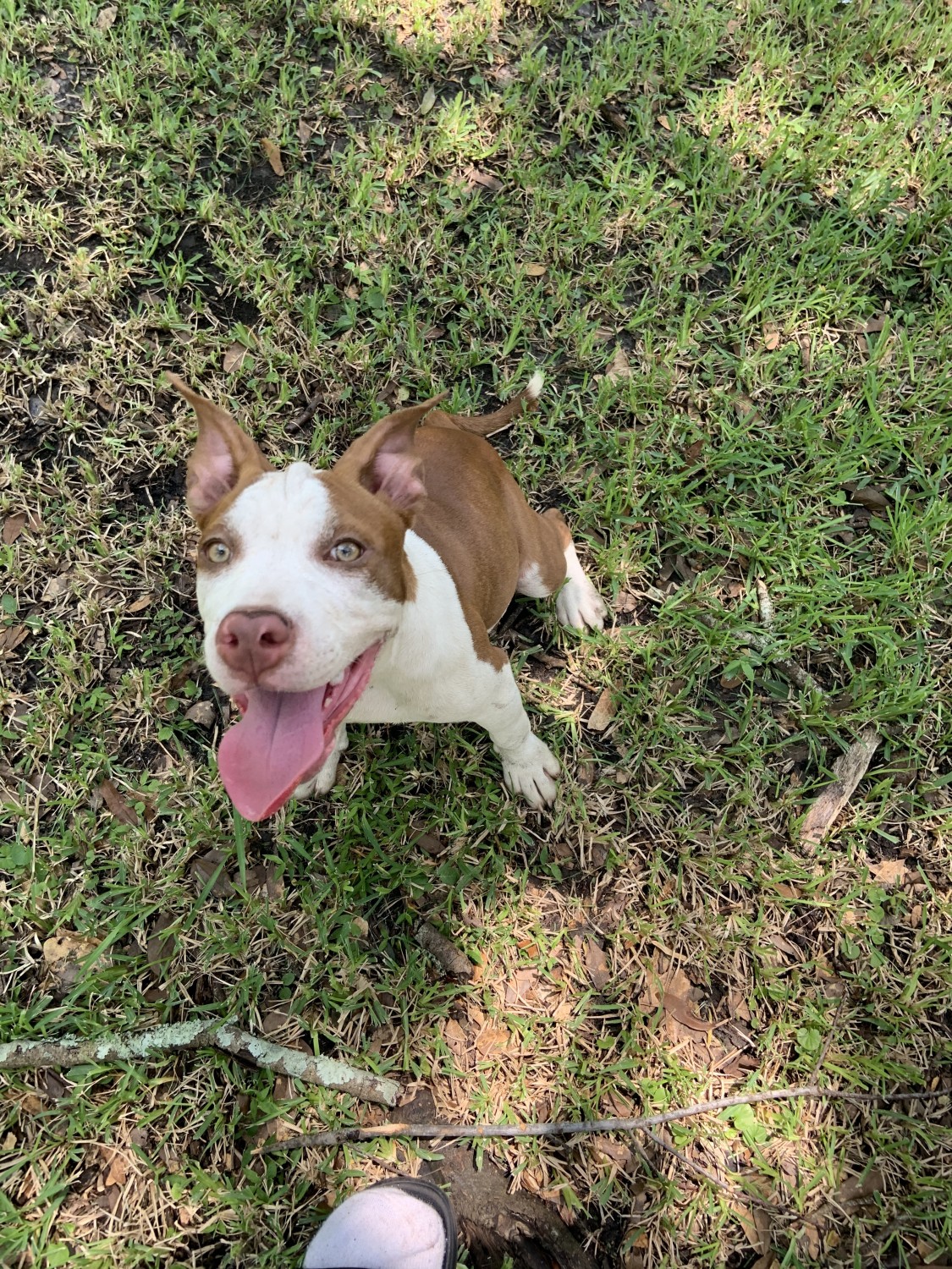 American Bully Puppies For Sale Jacksonville, FL 337995