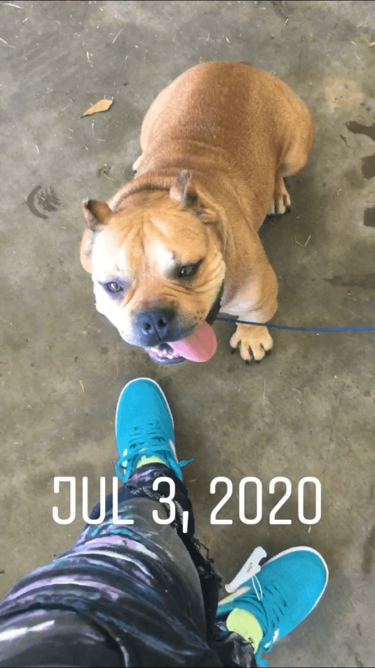 American Bully Puppies For Sale Jackson, MS 338133