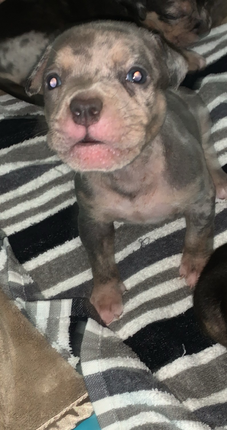 American Bully Puppies For Sale South Jersey, NJ 342128