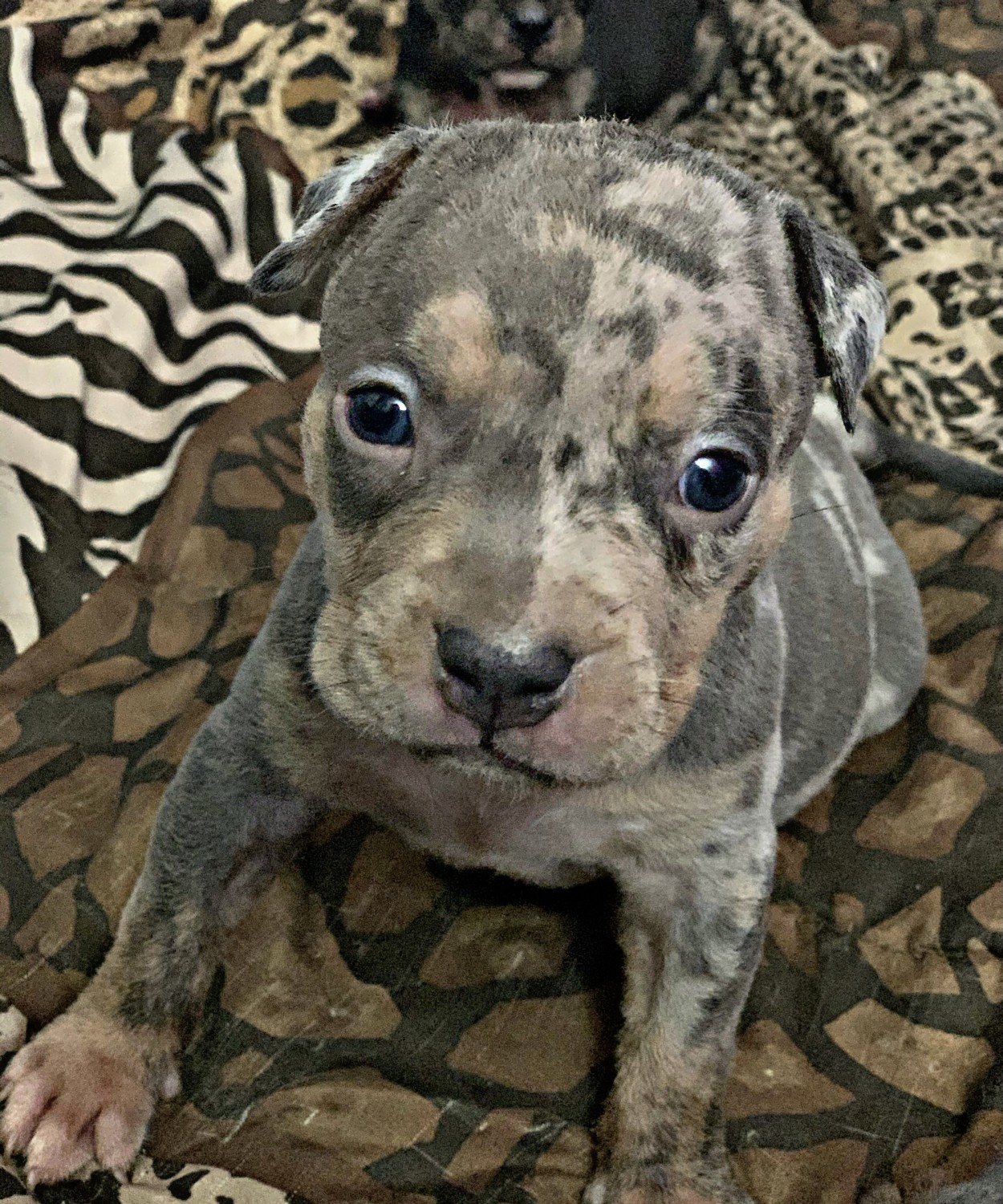 American Bully Puppies For Sale South Jersey, NJ 342128