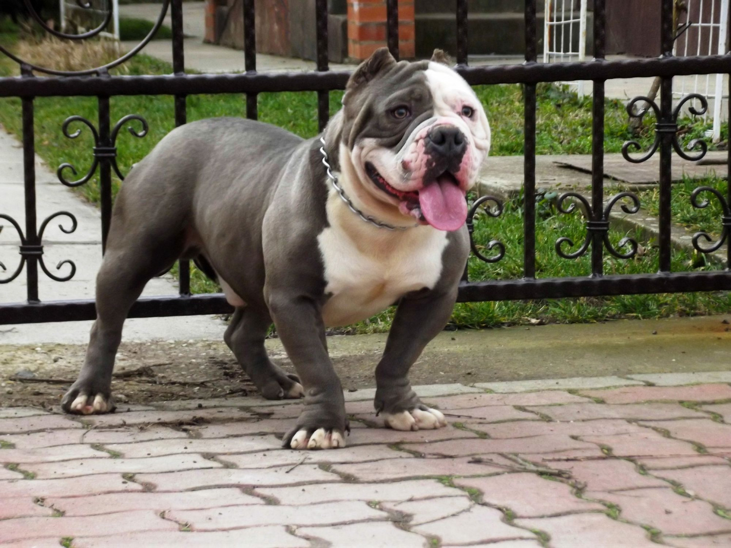 american bully large size