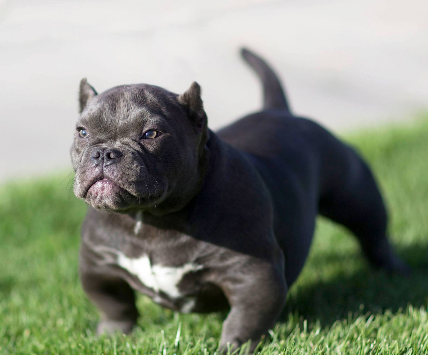 bully breed dogs