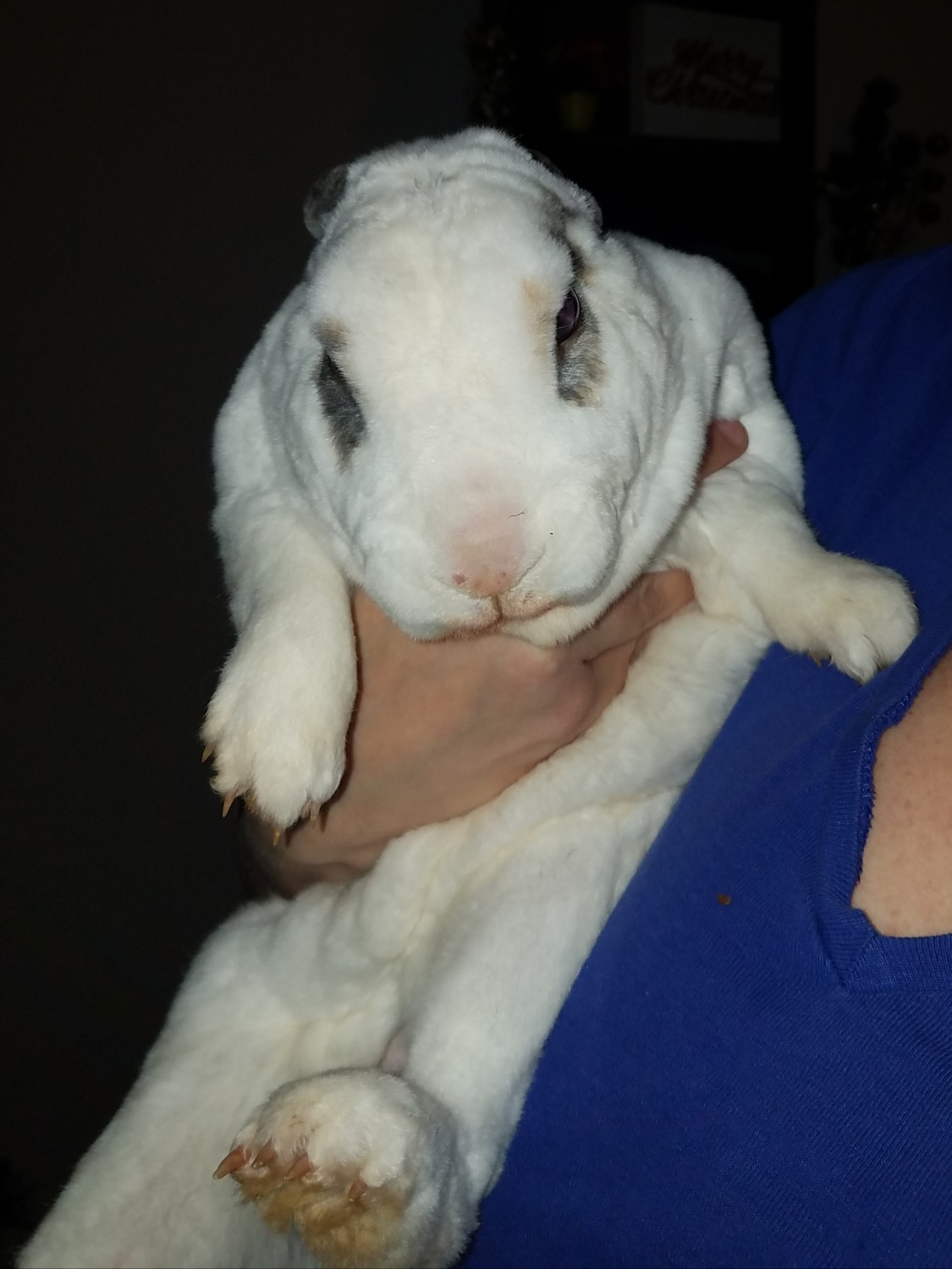 American Chinchilla Rabbits For Sale Walkertown, NC 316980