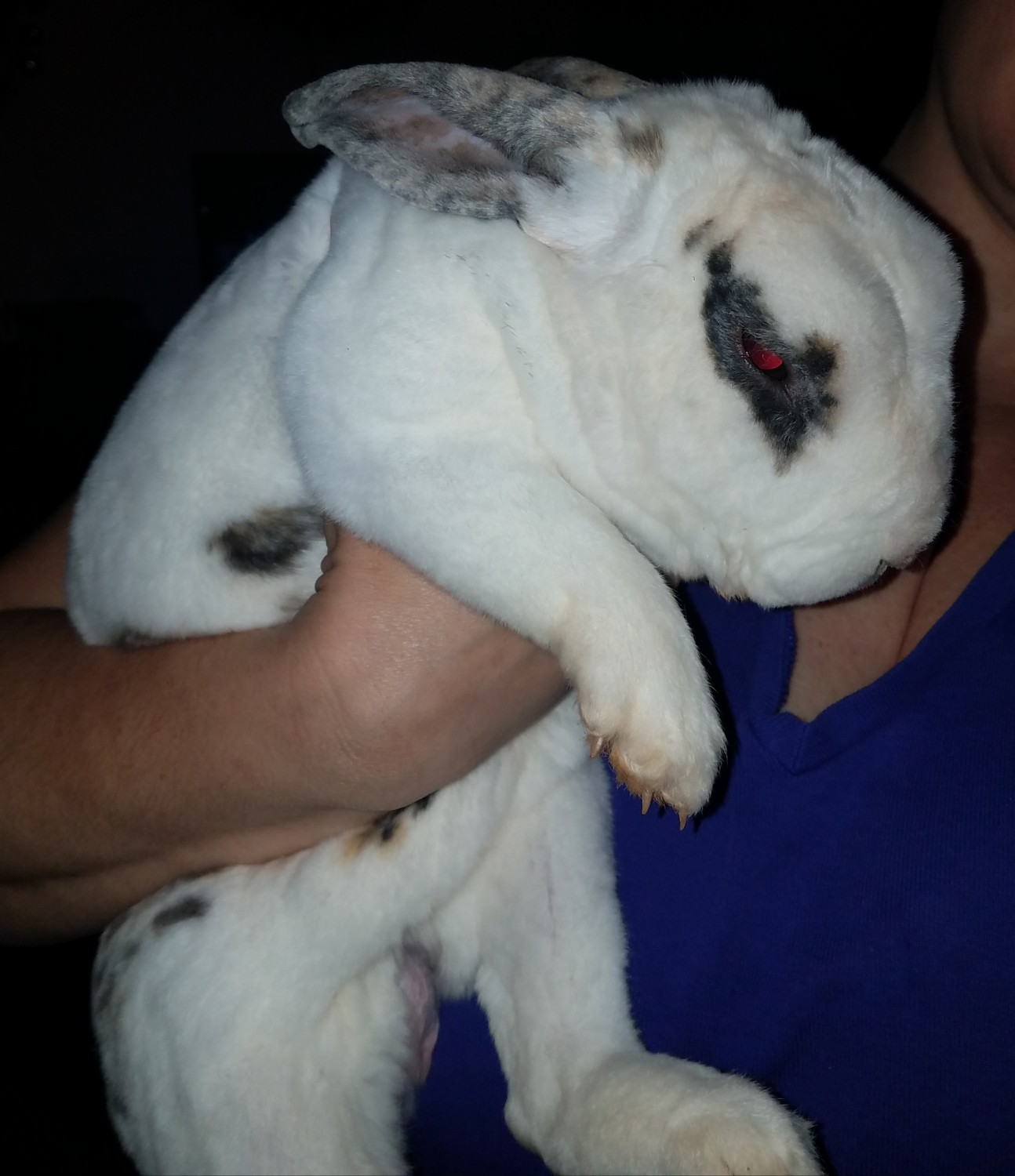 American Chinchilla Rabbits For Sale Walkertown, NC 316980