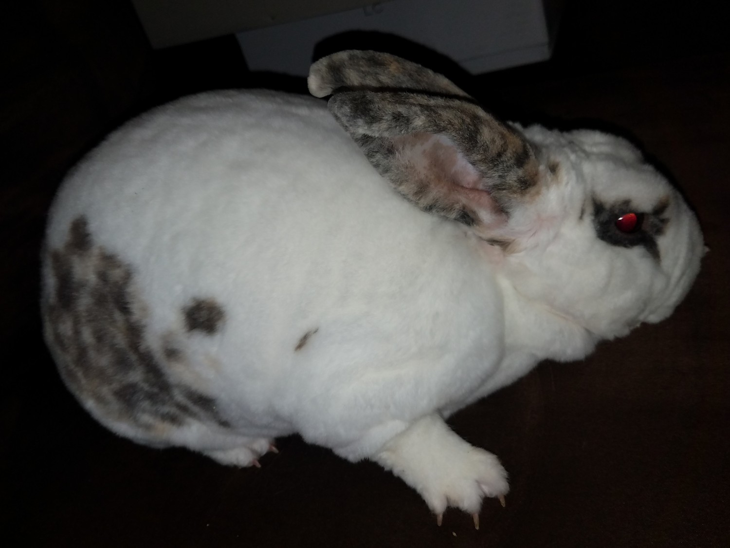 American Chinchilla Rabbits For Sale Walkertown, NC 316980