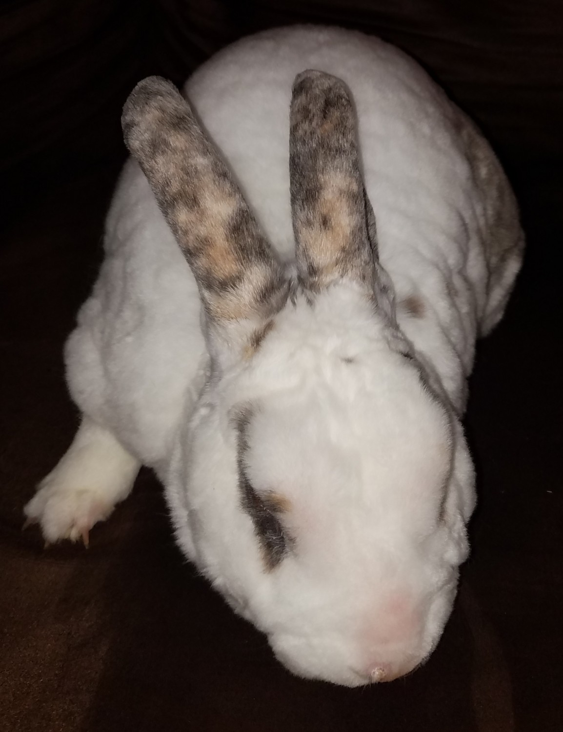 American Chinchilla Rabbits For Sale Walkertown, NC 316980