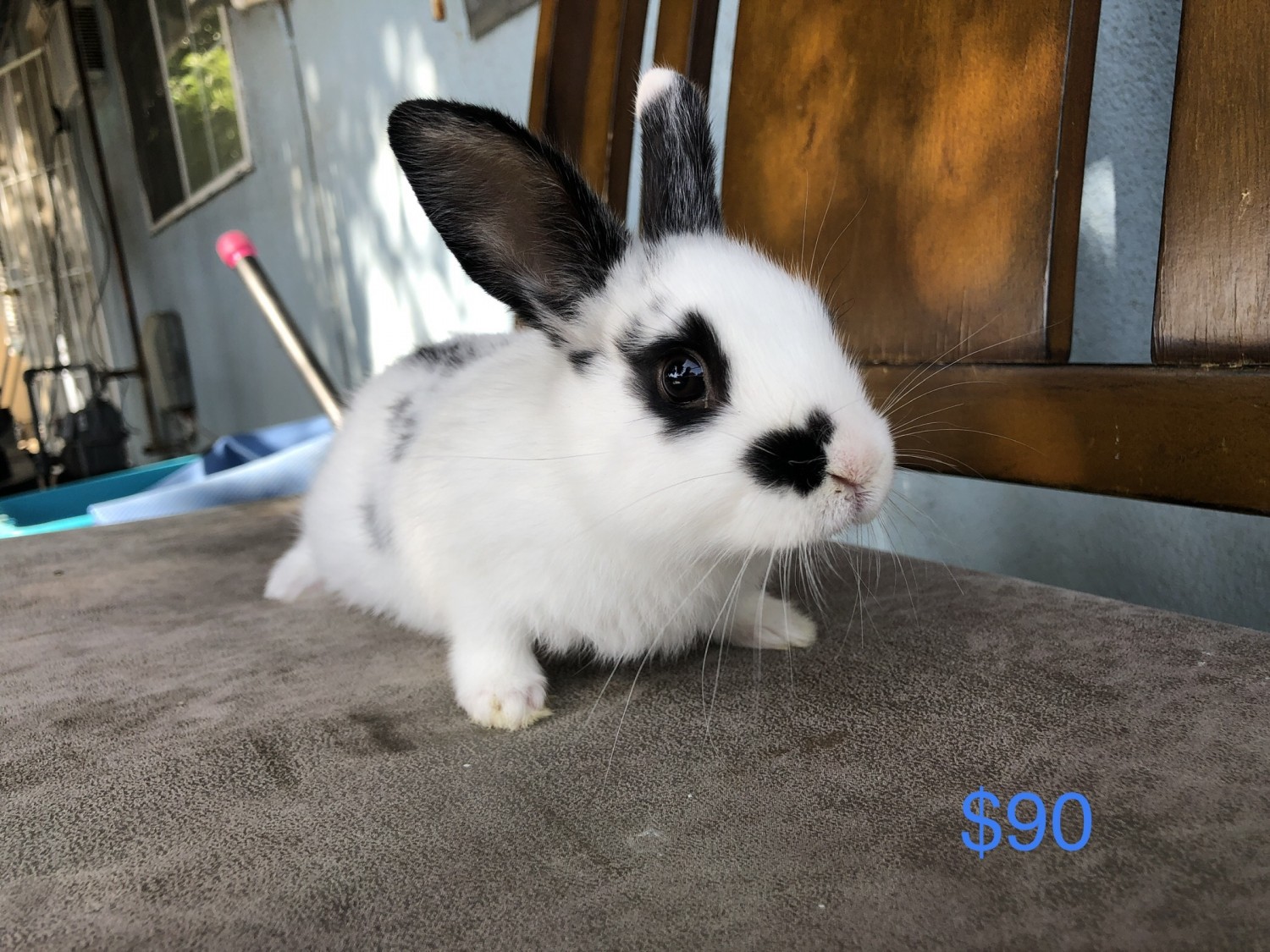 American Chinchilla Rabbits For Sale Fontana, CA 330409