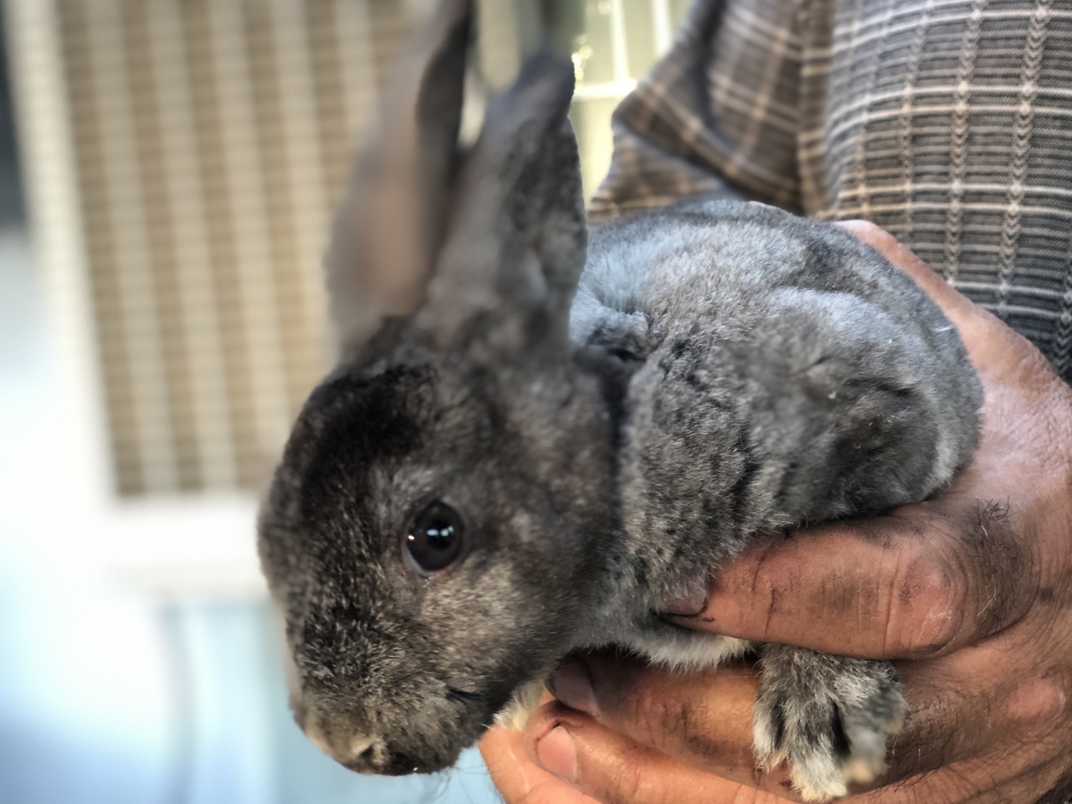 American Chinchilla Rabbits For Sale Fontana, CA 330409