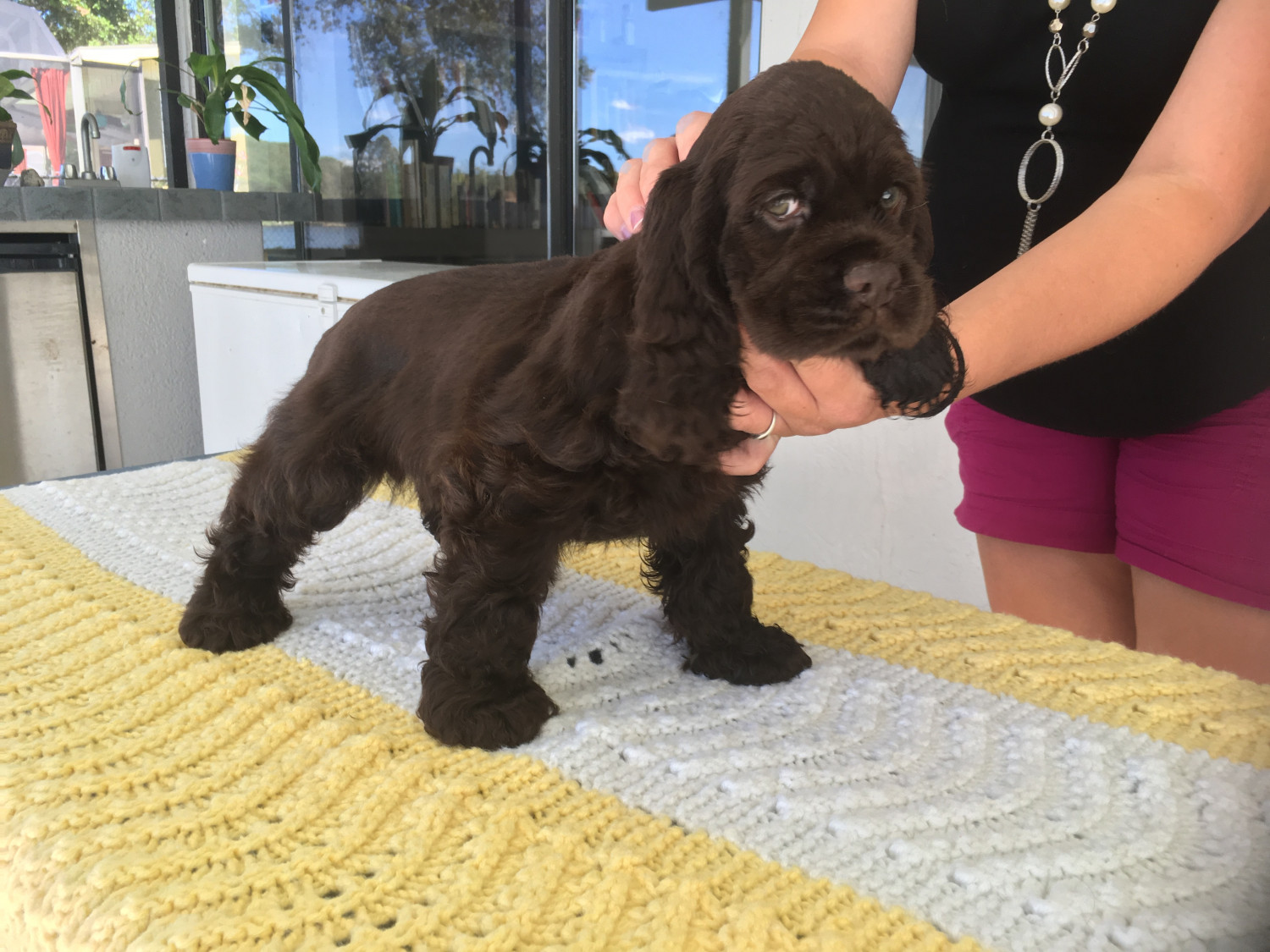 American Cocker Spaniel Puppies For Sale Lakeland, FL 237180