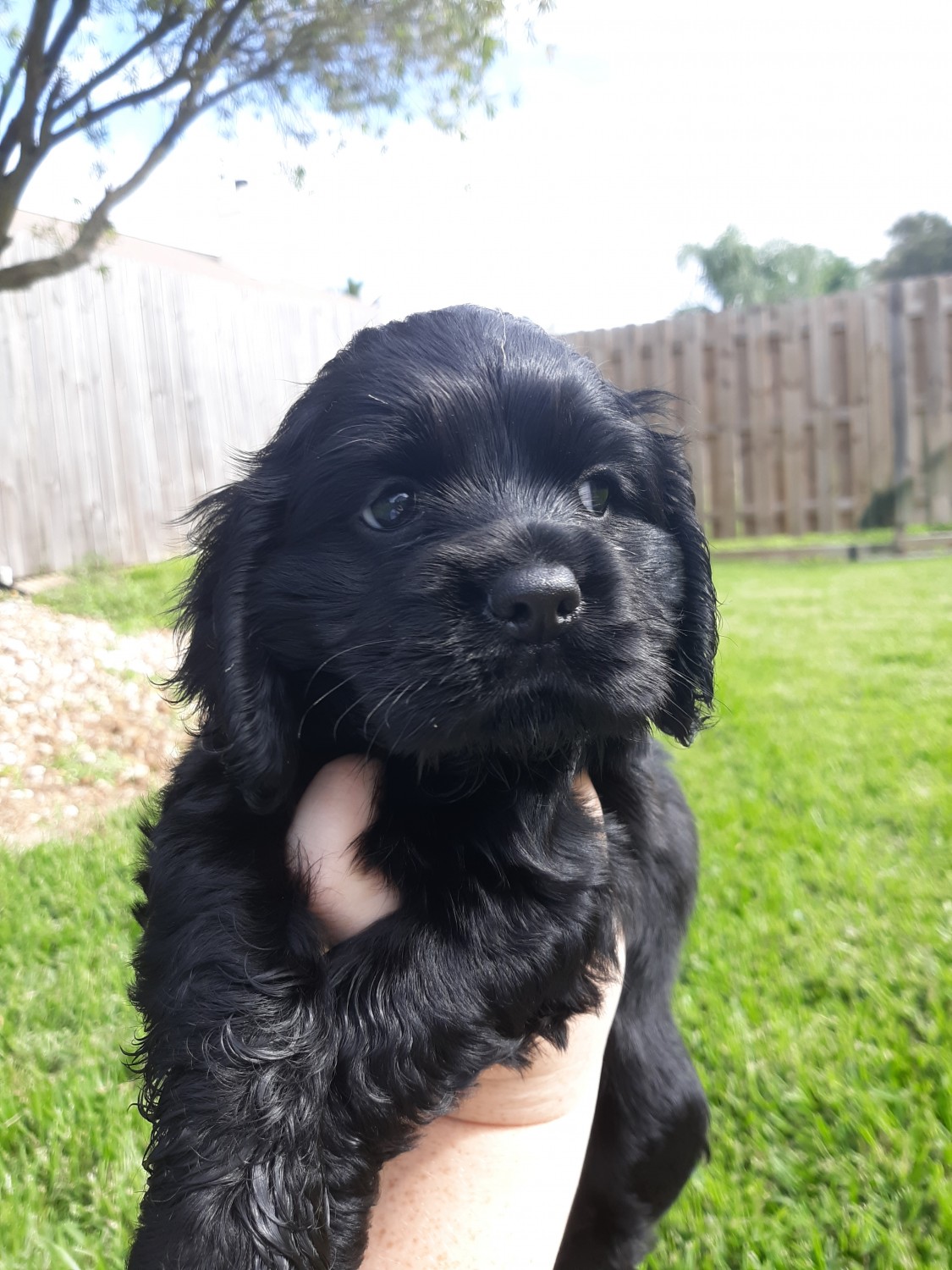 American Cocker Spaniel Puppies For Sale Melbourne, FL 314085