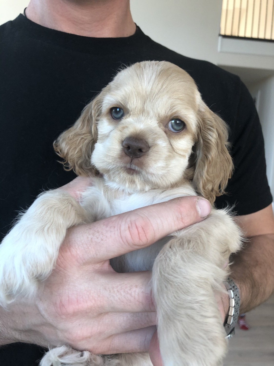 American Cocker Spaniel Puppies For Sale | New Zealand
