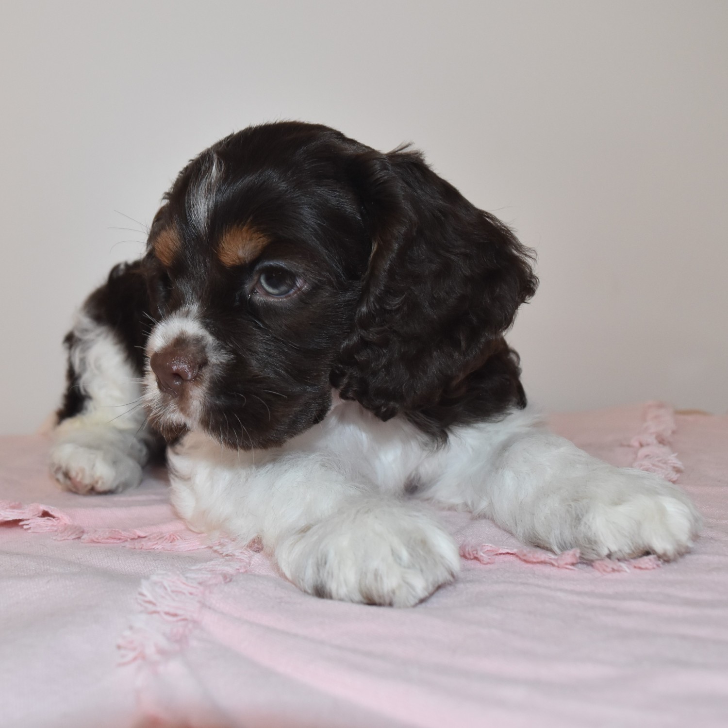 American Cocker Spaniel Puppies For Sale Walker Road, Dranesville, VA