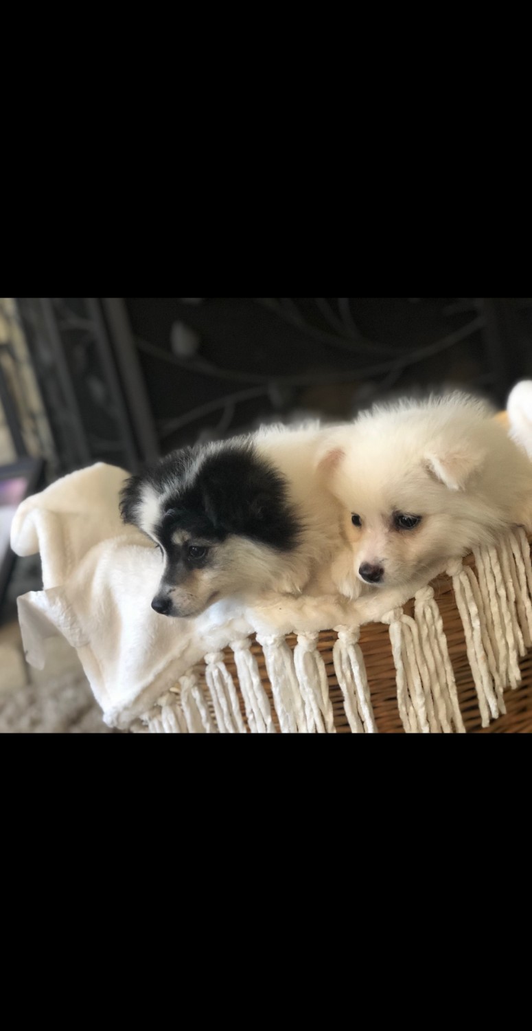American Eskimo Dog Puppies For Sale | Roseville, CA #297515