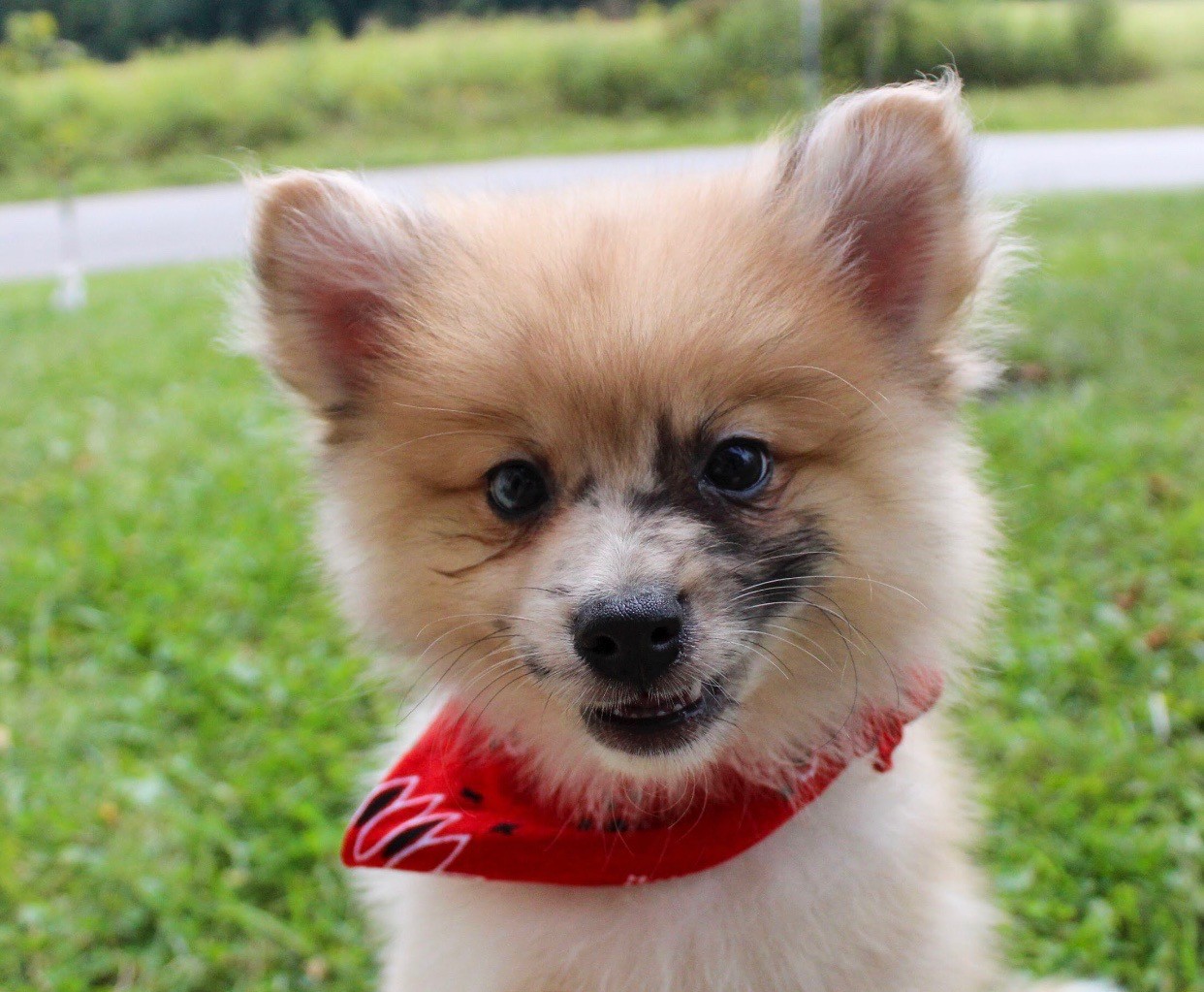 American Eskimo Dog Puppies For Sale | Marengo, OH #305781