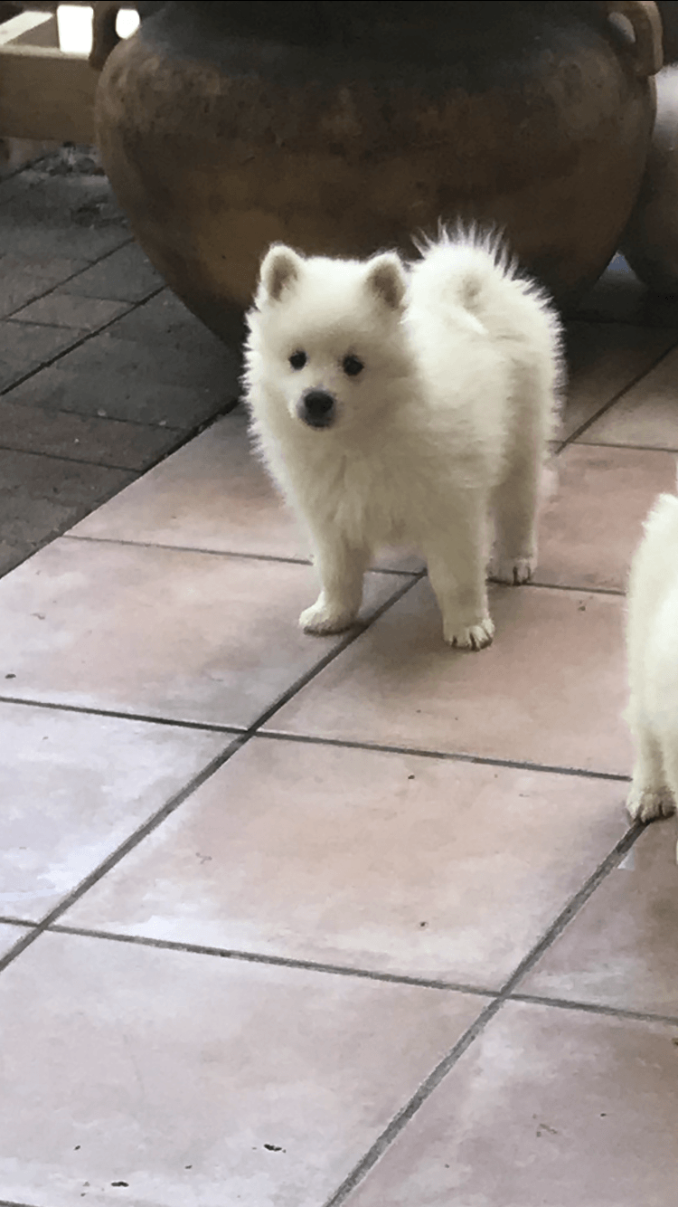 American Eskimo Dog Puppies For Sale | Miami, FL #310027