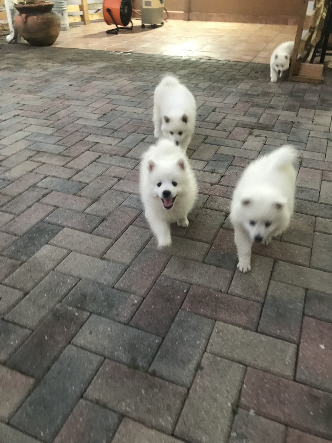 American Eskimo Dog Puppies For Sale | Miami, FL #310027