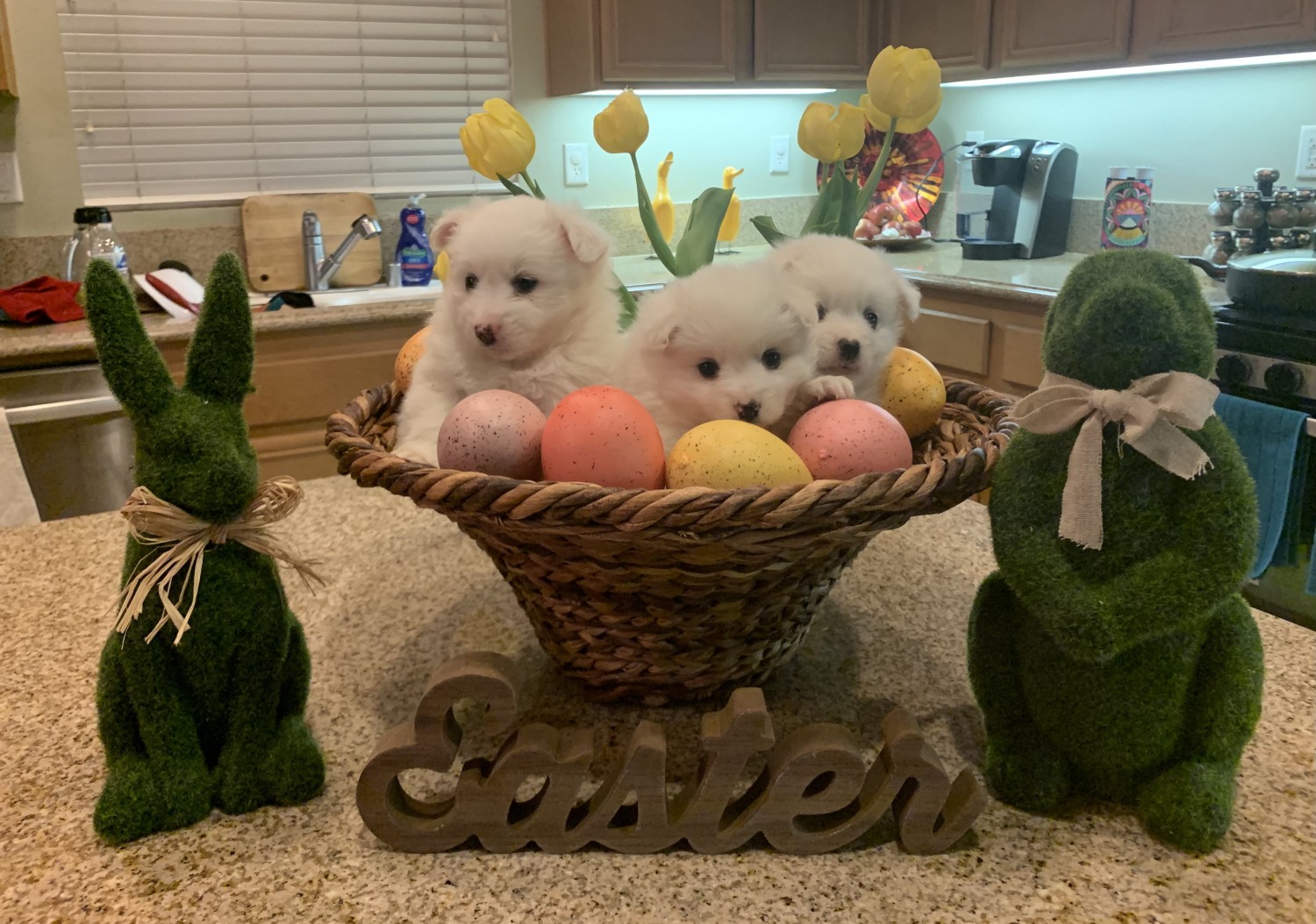 American Eskimo Dog Puppies For Sale | Beaumont, CA #351156