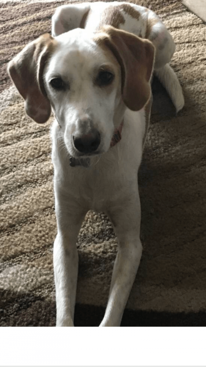 American Foxhound Puppies For Sale | Groveland, FL #164964