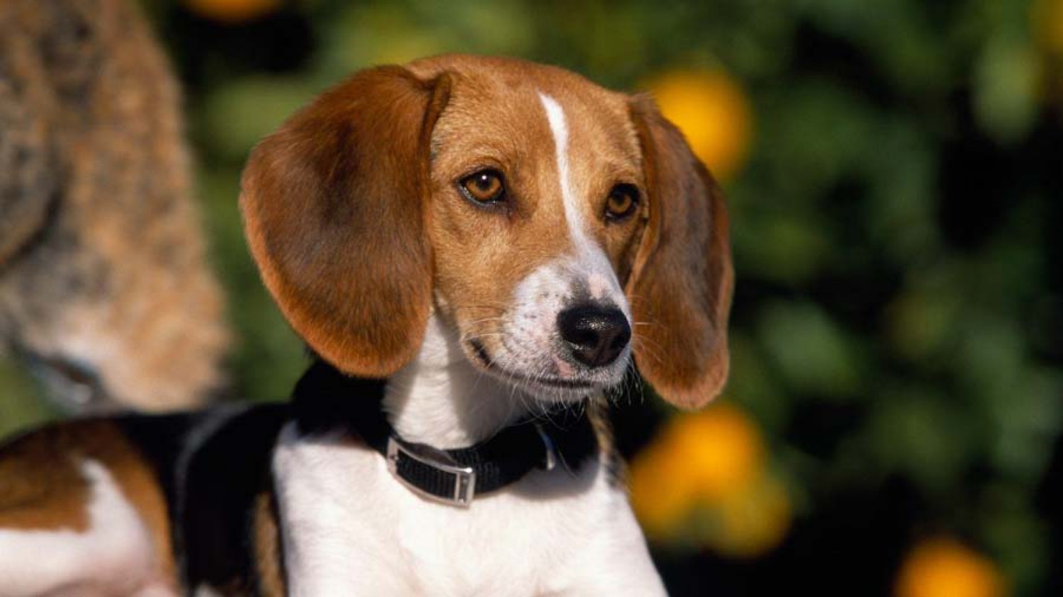 American Foxhound Dog Breed Information Images Characteristics Health
