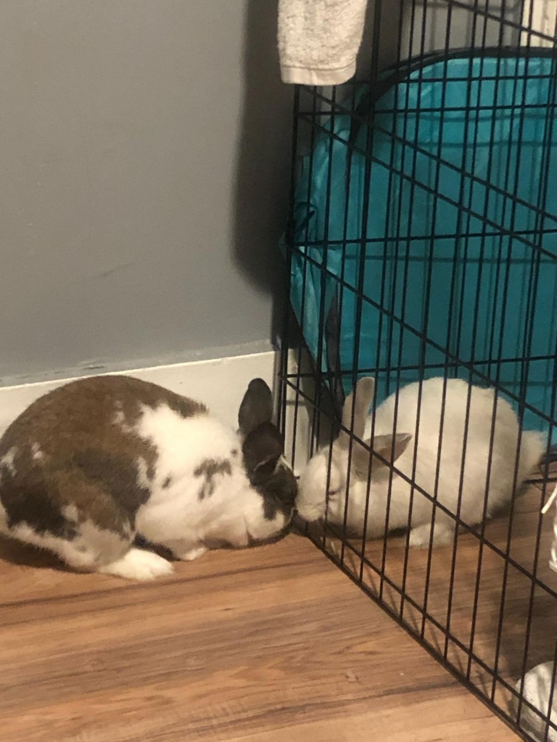 American Fuzzy Lop Rabbits For Sale Conning TowersNautilus Park