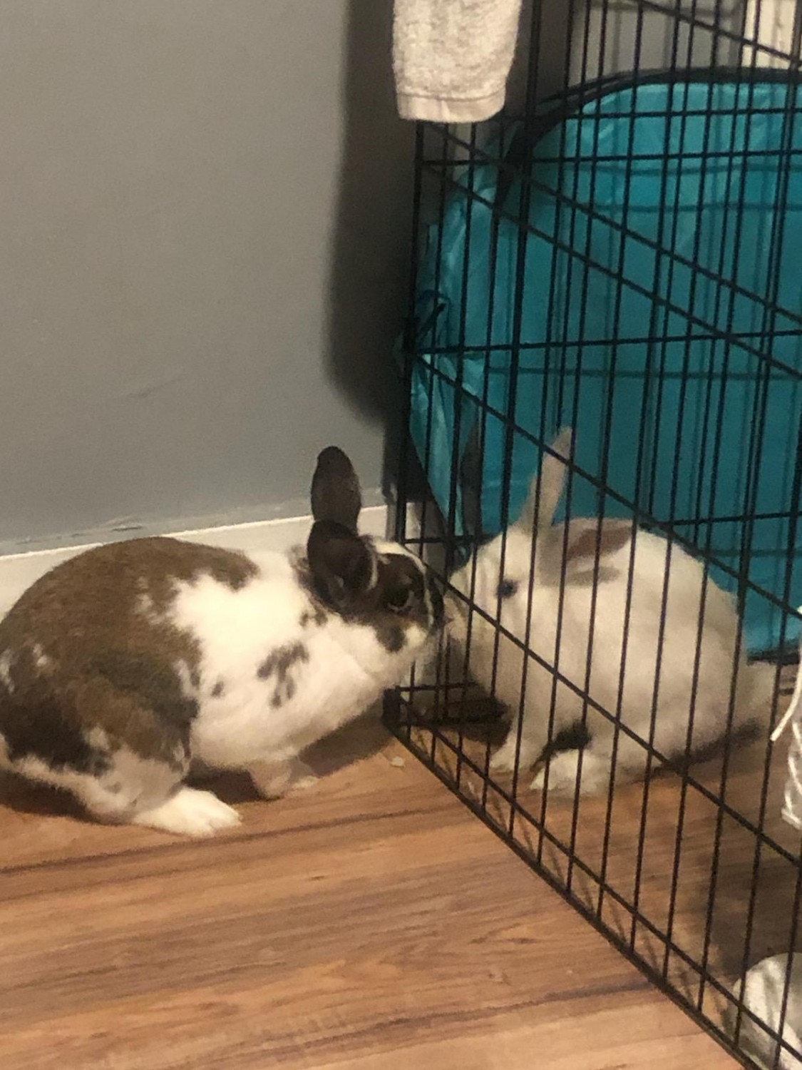 American Fuzzy Lop Rabbits For Sale Conning TowersNautilus Park