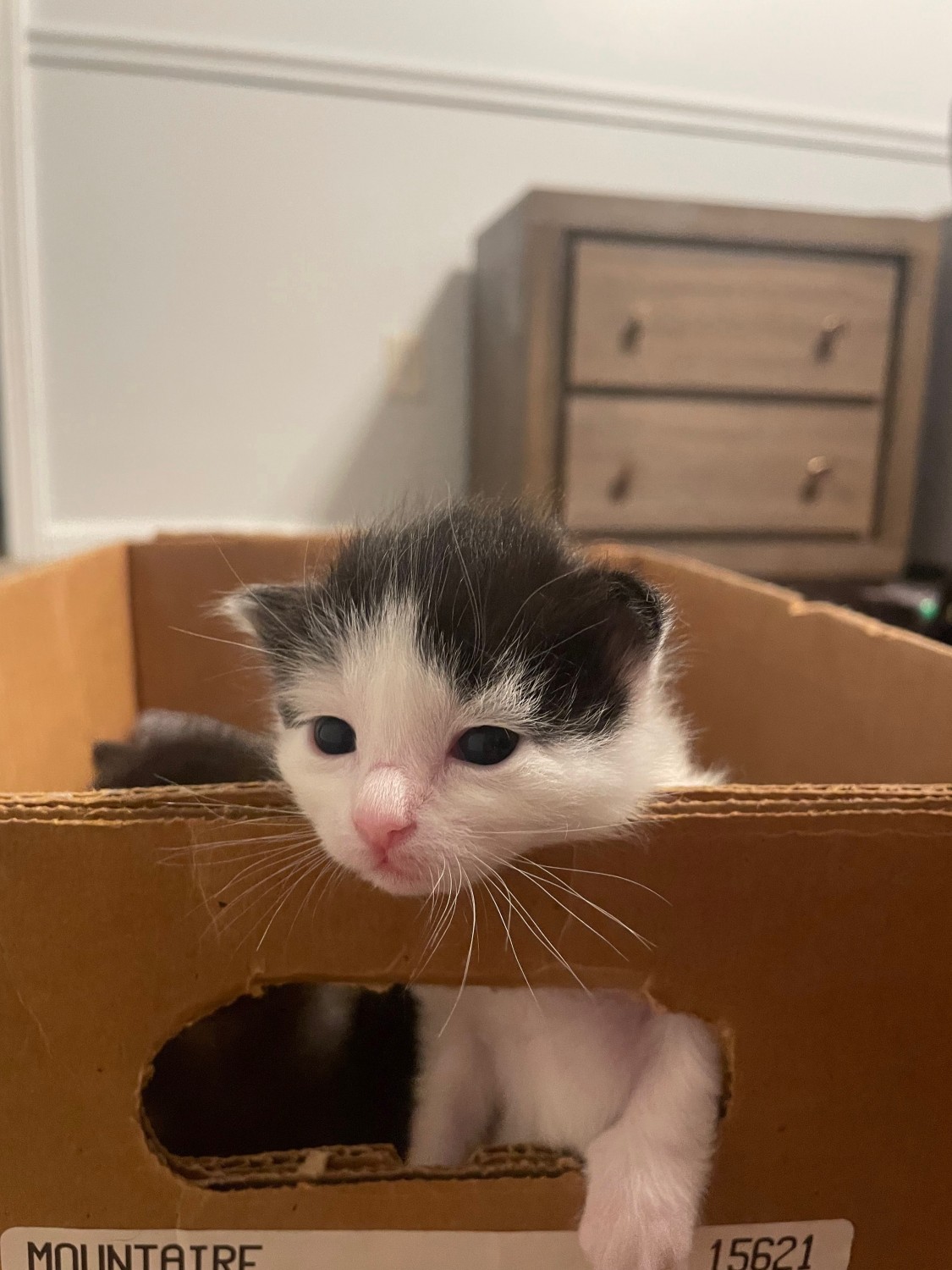 American Longhair Cats For Sale Chicopee, MA 432946