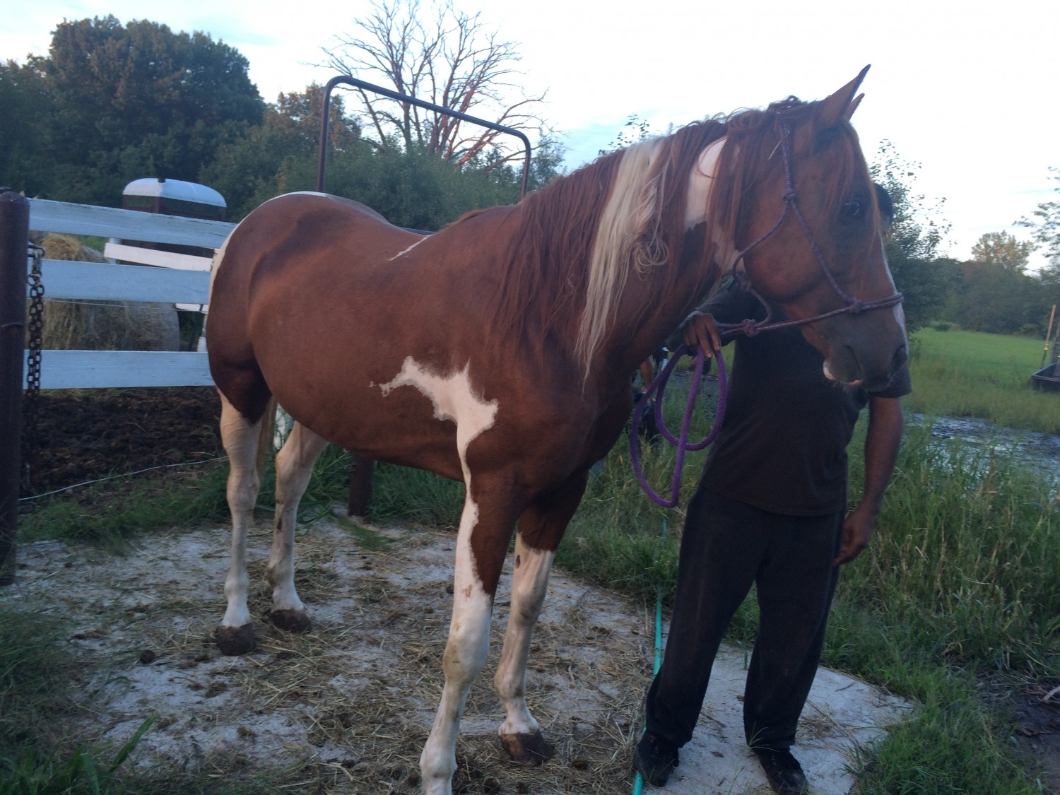 American Paint Horse Horses For Sale Chicago, IL 193541